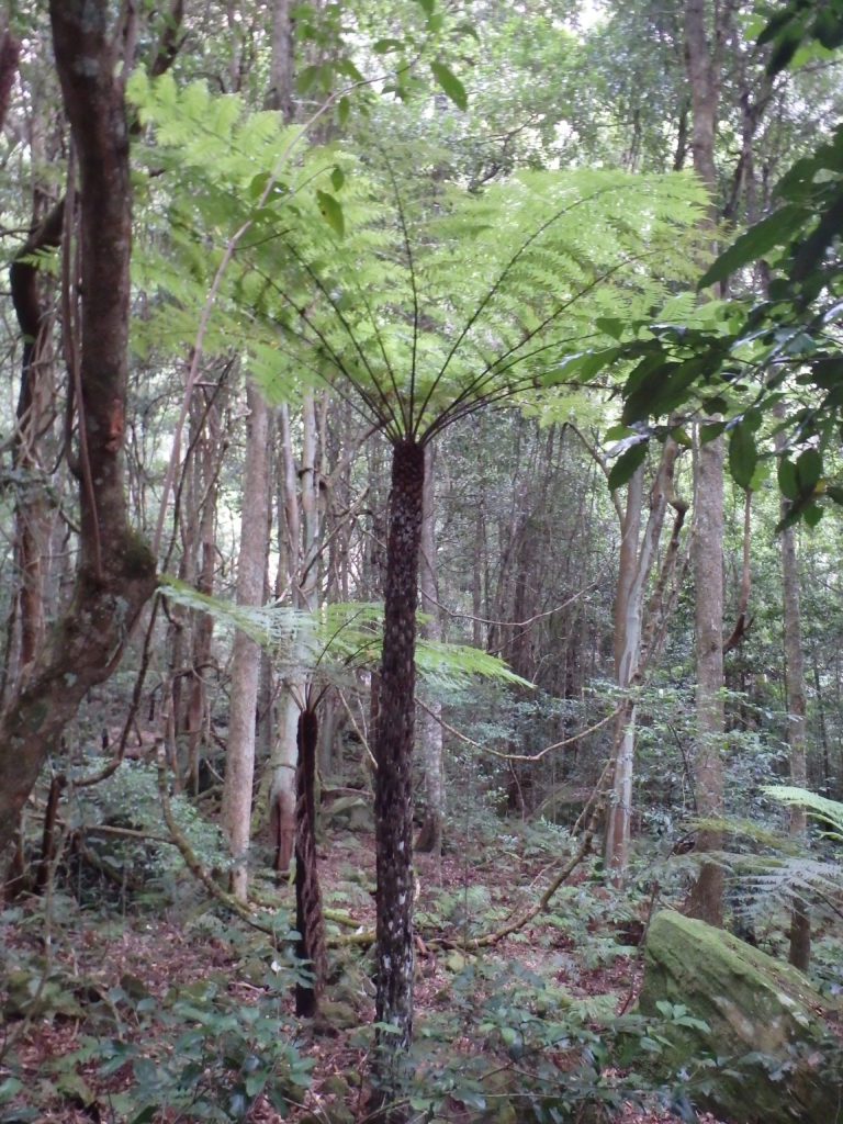 Oude varens in Blue Mountains