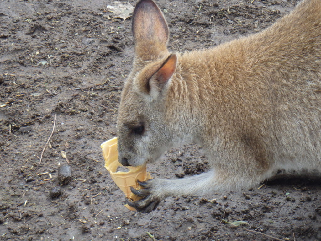 Kangoeroe eet ijsje