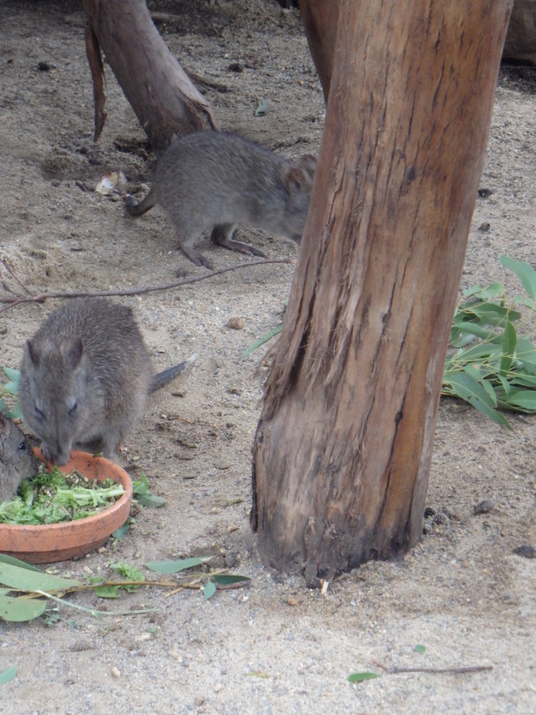 wallaby