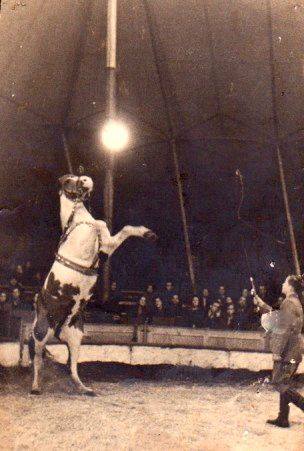paardentemmer in de circusmanège