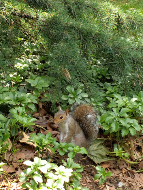 eekhoorn/chipmunk NY