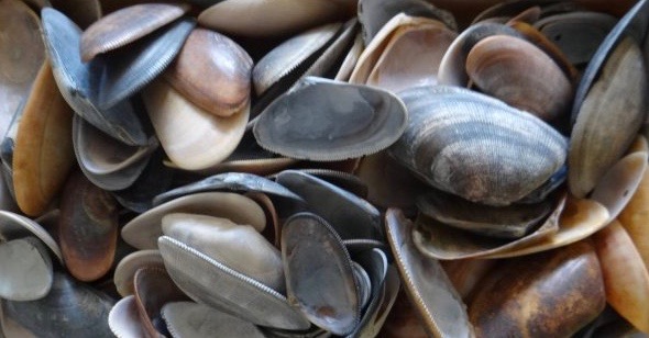 couteaux, schelpen om strandbloemen te betalen