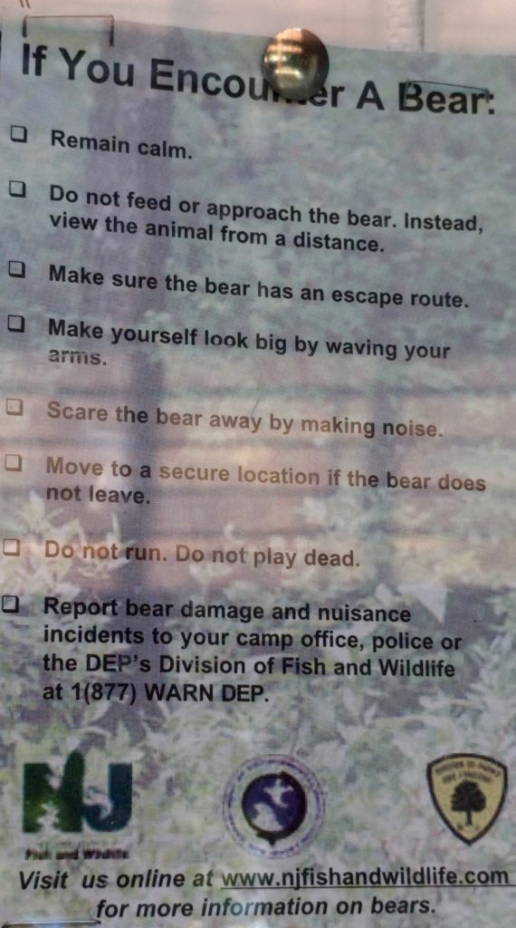 What-to-do-if-you-encounter-a-bear