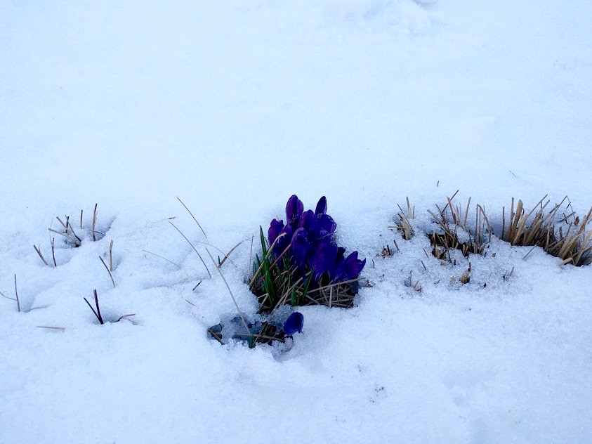 bloemetjes piepen tussen het sneeuw op de High Line
