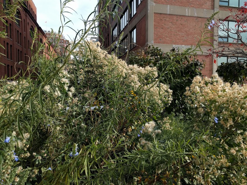 groen op de High Line