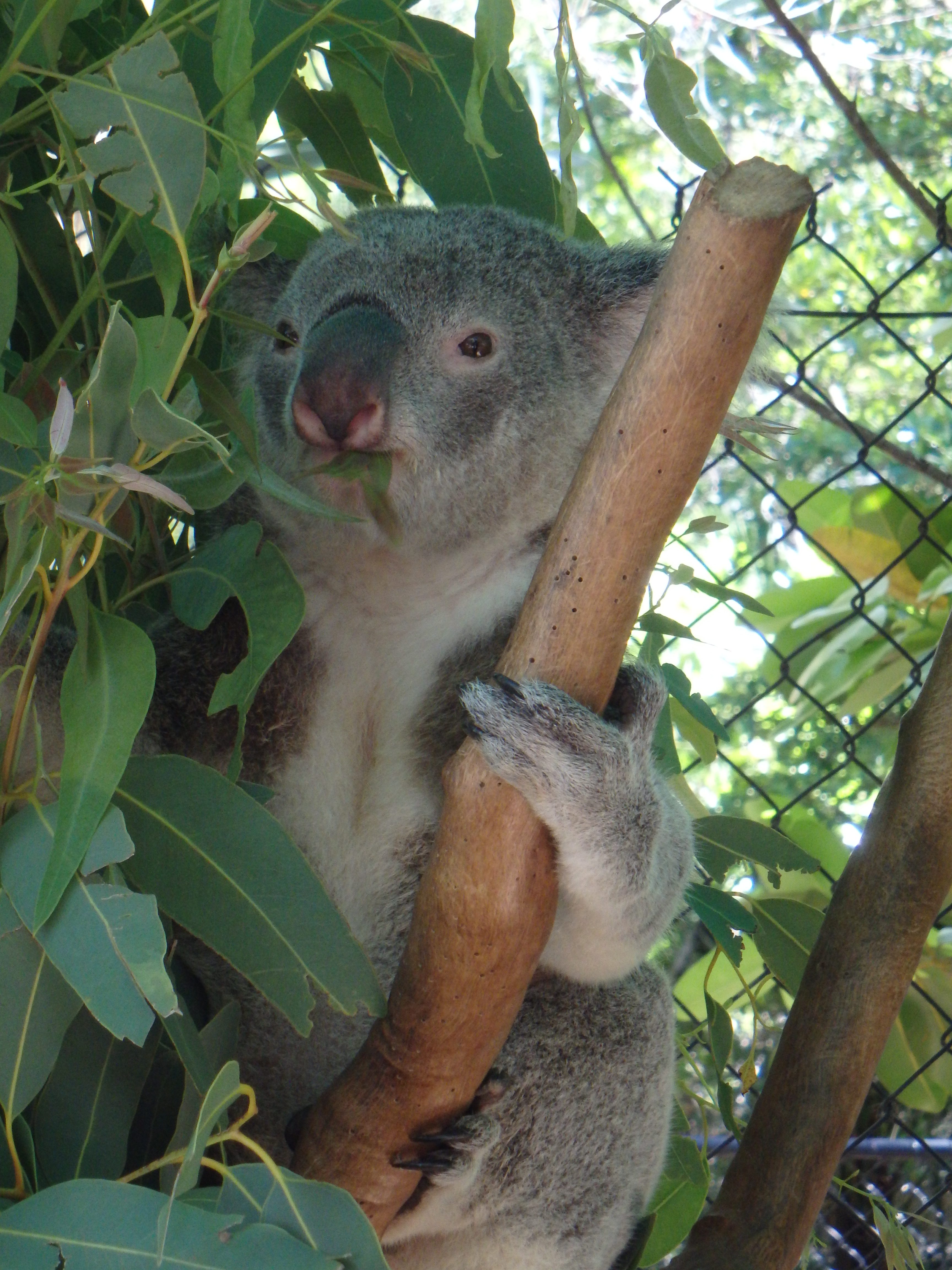 Koala