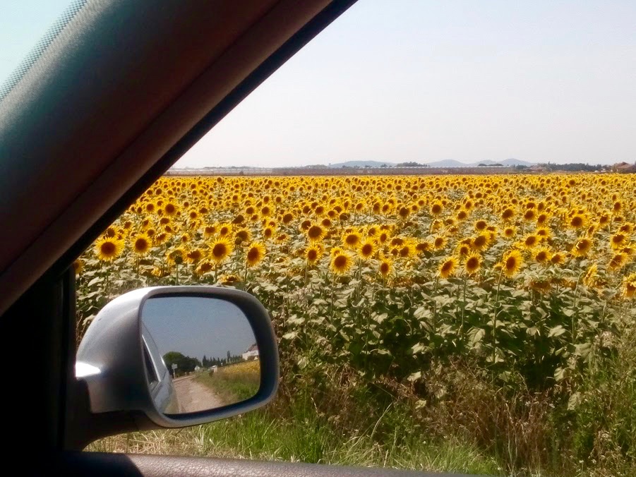 Route du soleil, zonnebloemen in Frankrijk