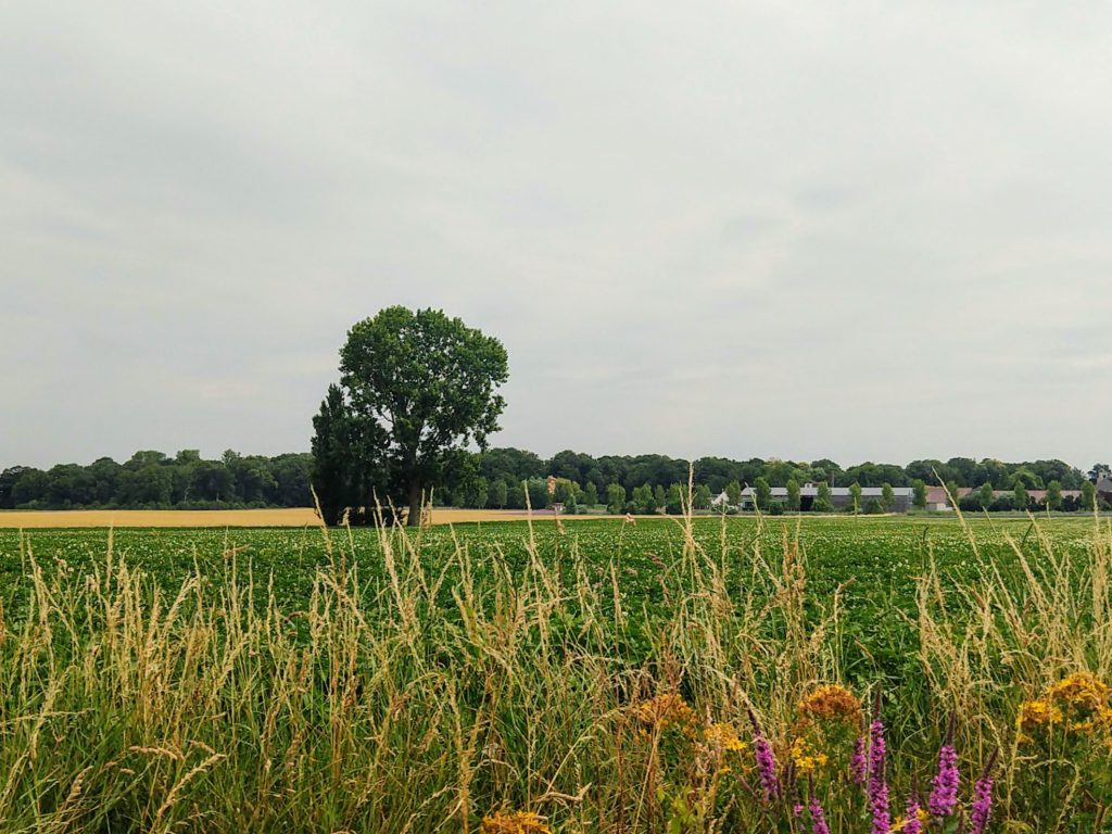 Eenzame bomen in het midden van een weide met in de voorgrond kleurrijke korenbloemen