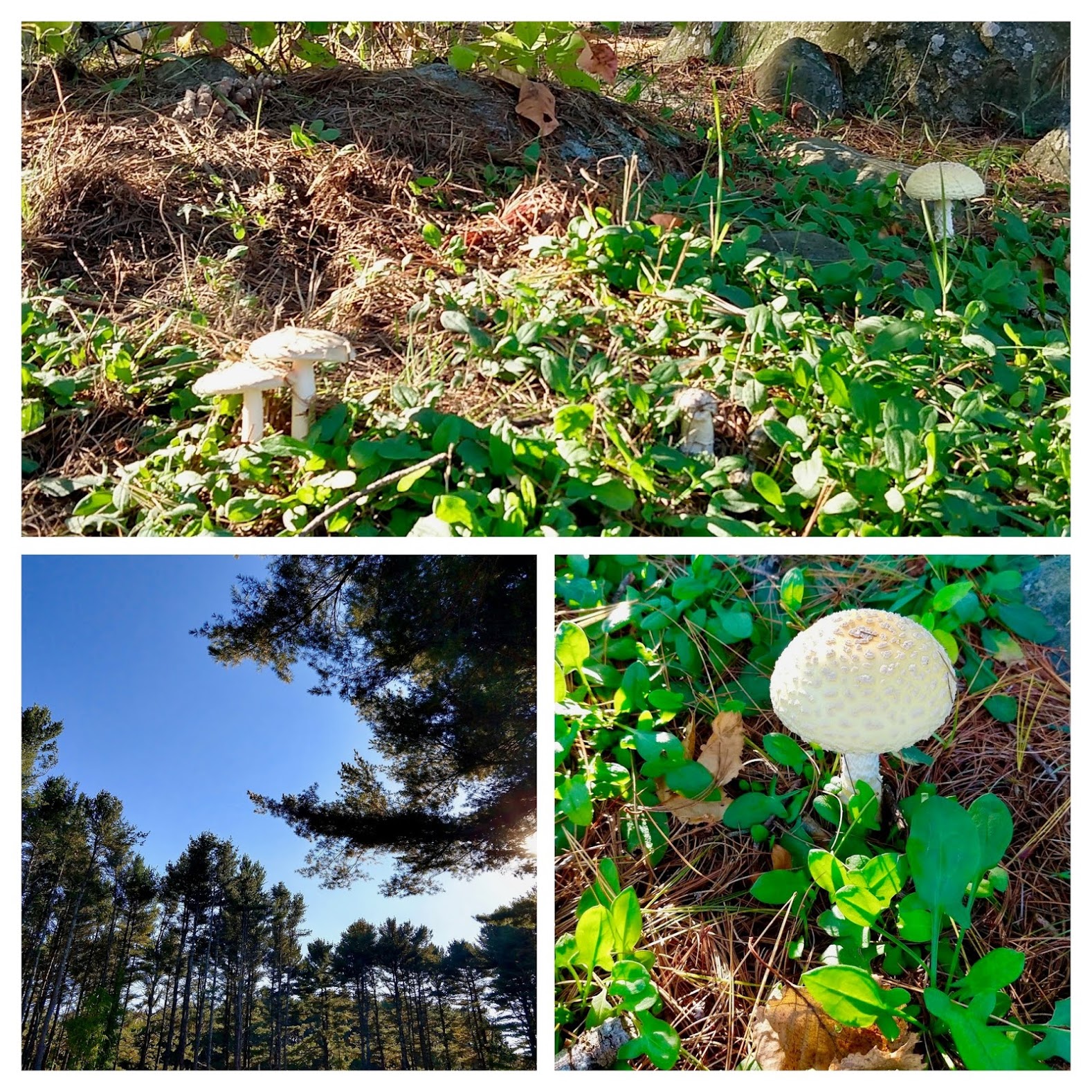 Groen en witte paddenstoelen in Maine