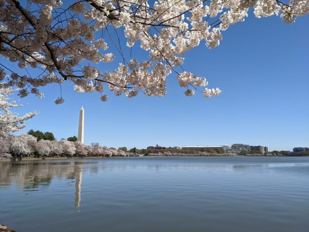 Japanse kerselaars in bloei in Washington D.C. aan het Tidal Bassin met zicht op Washington Monument