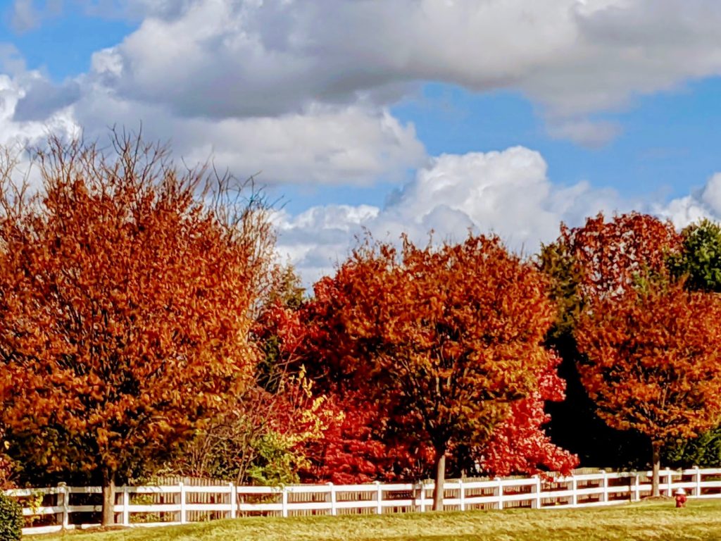 White picket fence and red fall trees