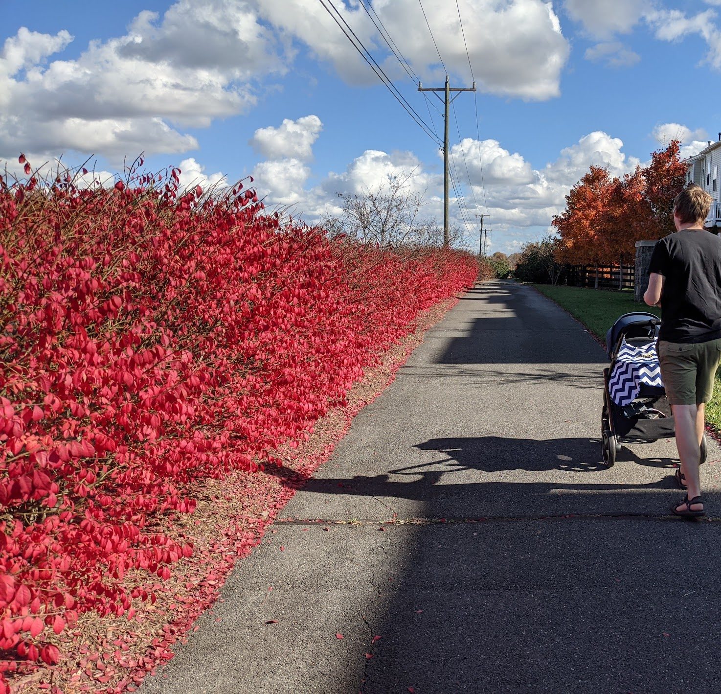 Rode herfstkleuren, wandelen met buggy