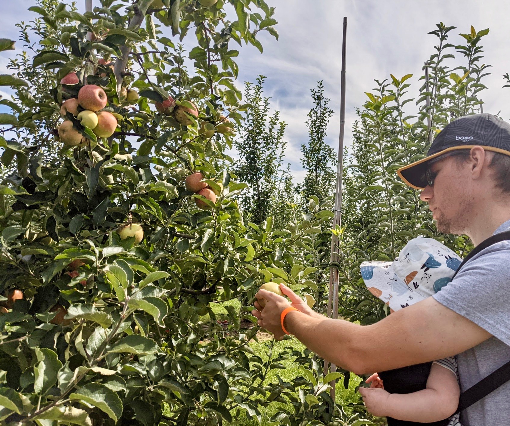 Appels plukken op de boerderij