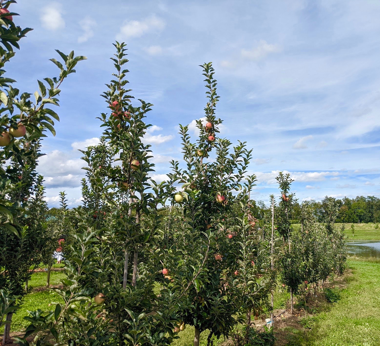 Appelbomen