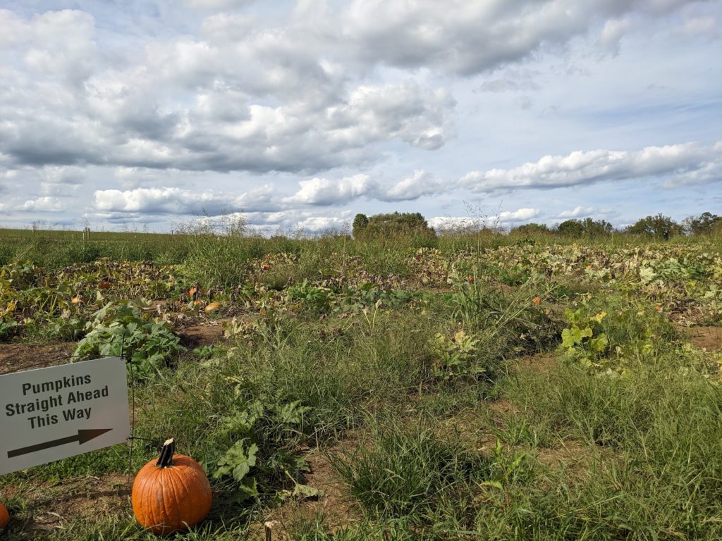 Pumpkin field