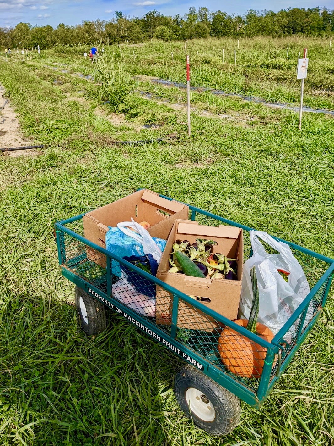 Bolderkar met groente op de boerderij