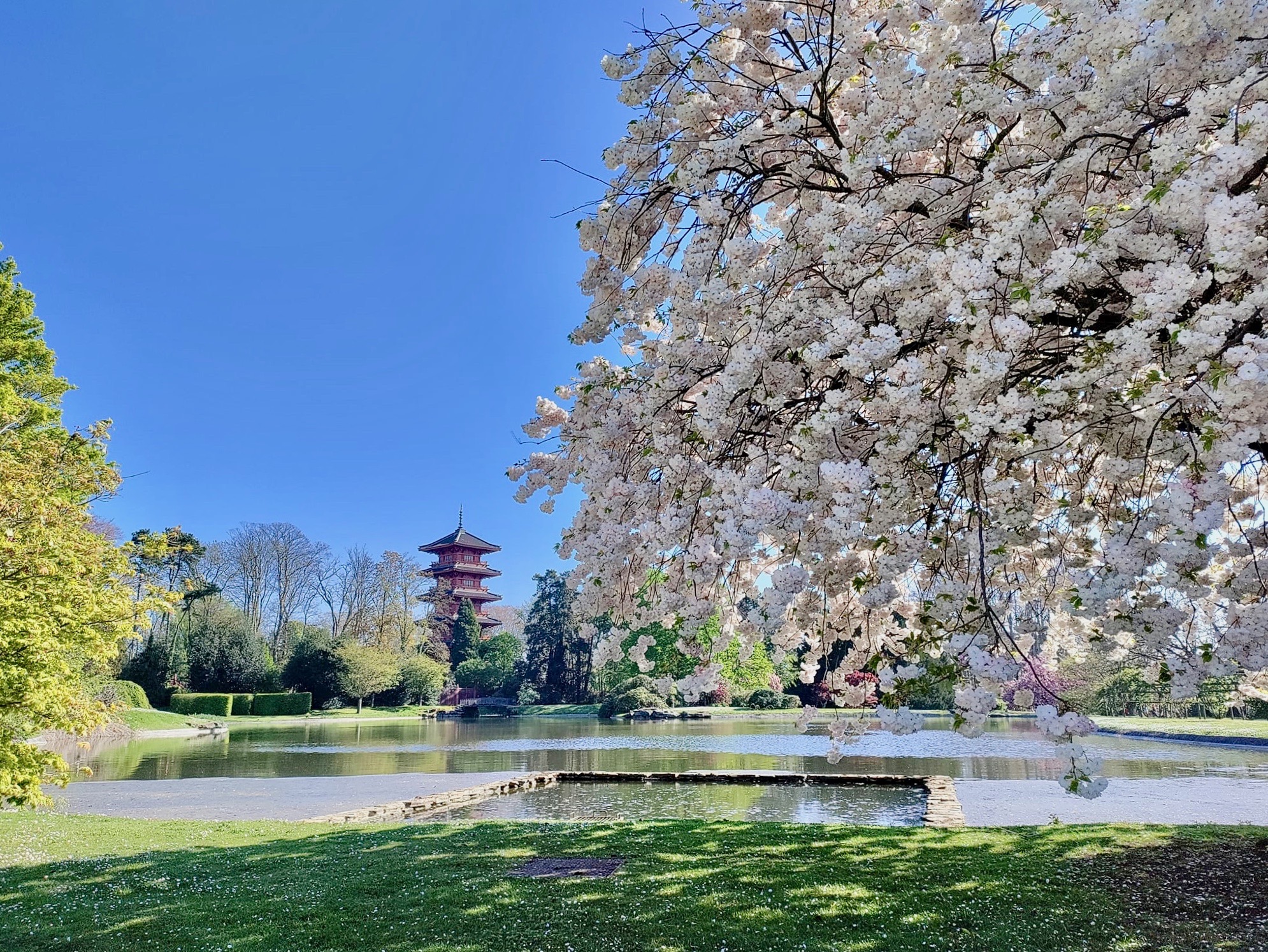 Kerselaar in de Japanse tuin in de Koninklijke Serres van Laken