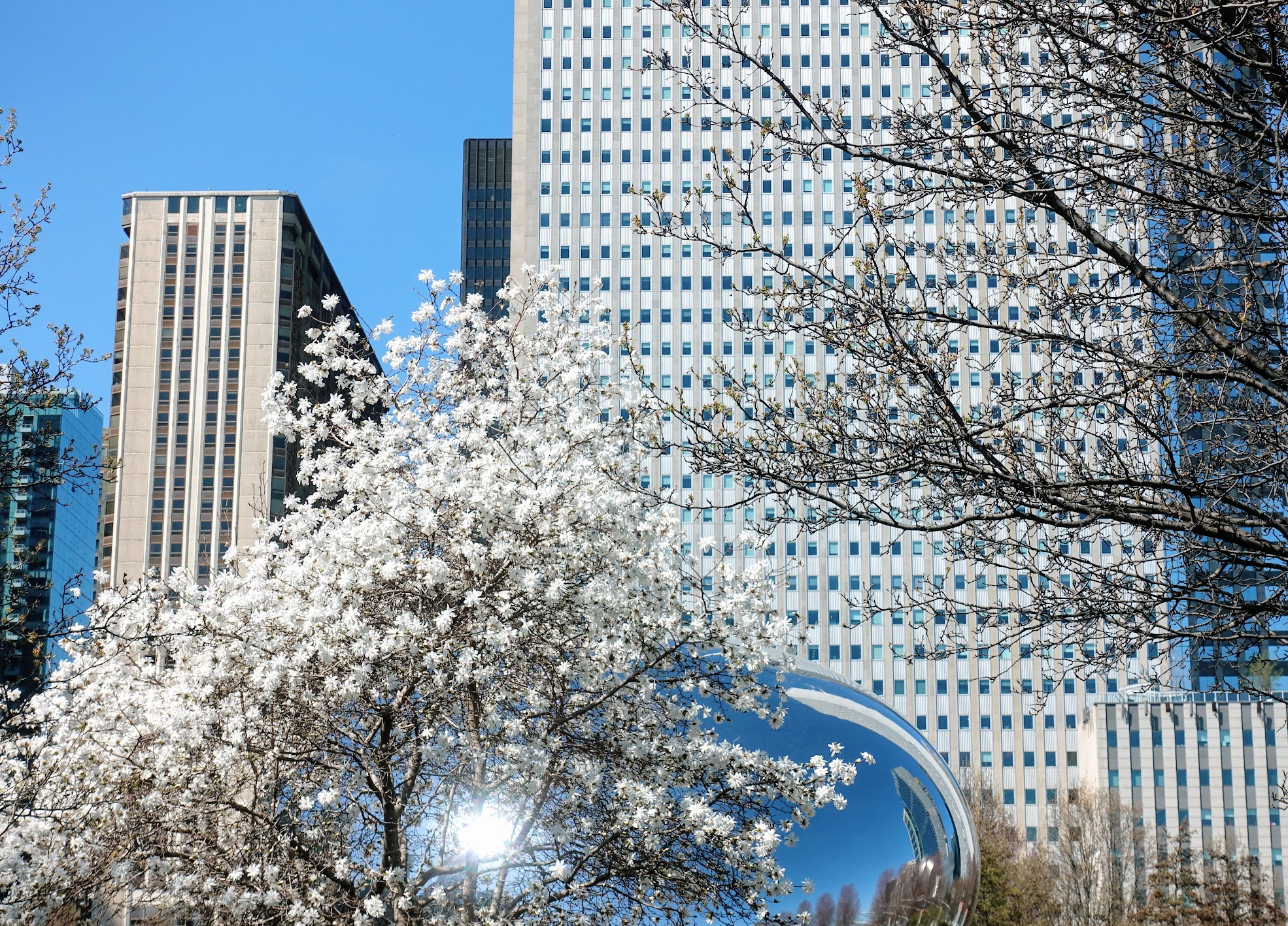 Witte kerselaars aan Cloud Gate in Millenium Park