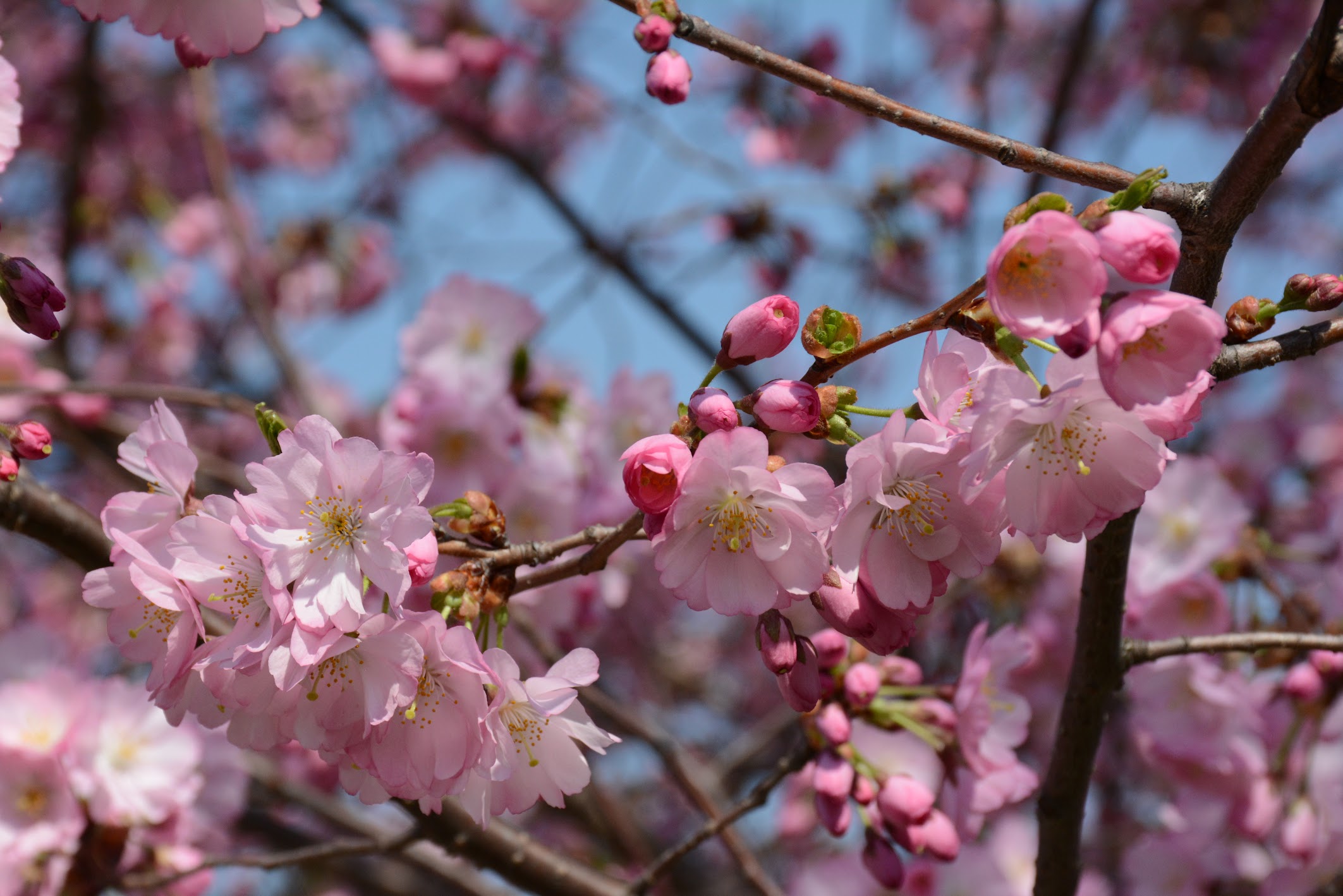 Roze Japanse kerselaar