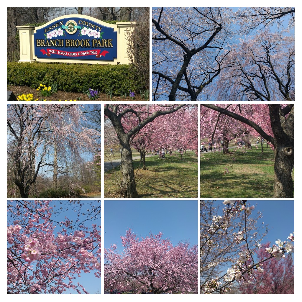 Japanse kerselaars in Branch Brook Park, New Jersey