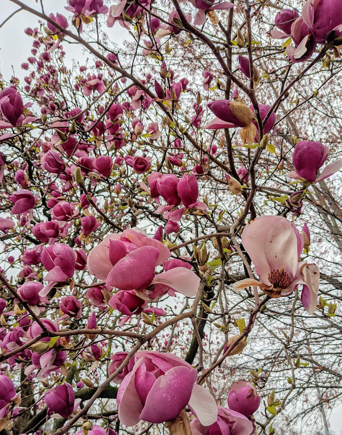 Tulpmagnolia of saucer magnolias