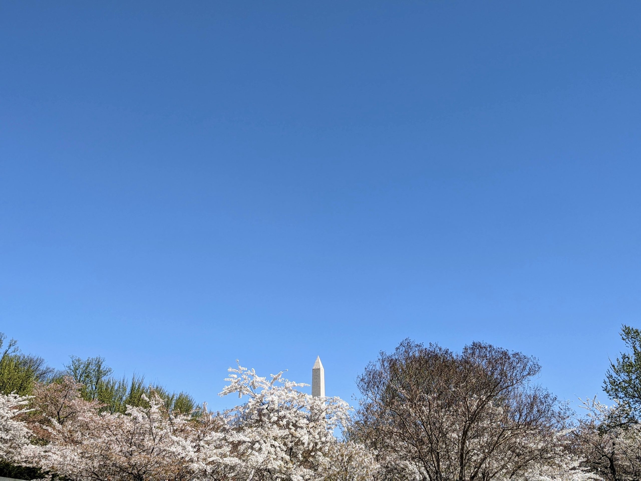 Washington Monument en de Japanse kerselaars in Washington D.C.
