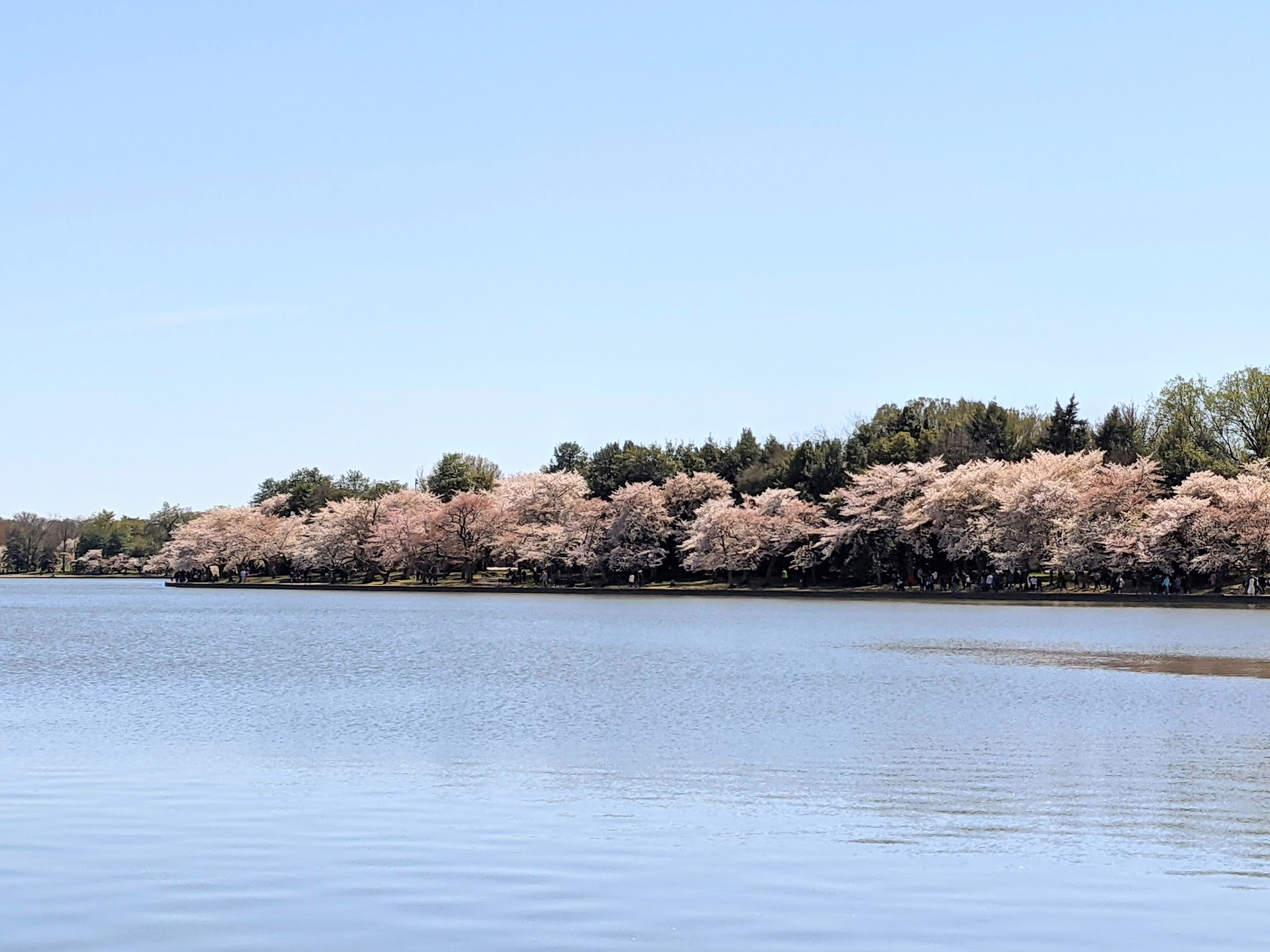 Cherry blossom trees, Tidal Basin, Washington D.C. - Japanse kerselaars