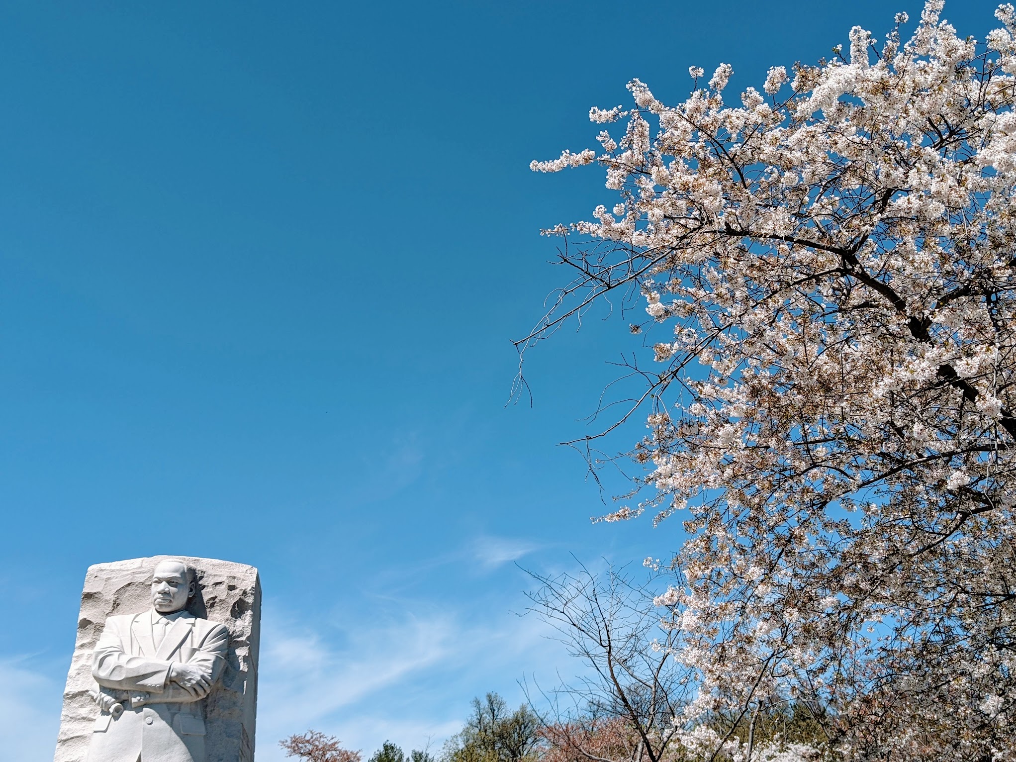 Martin Luther King Jr. Memorial en Japanse kerselaar in Washington D.C.