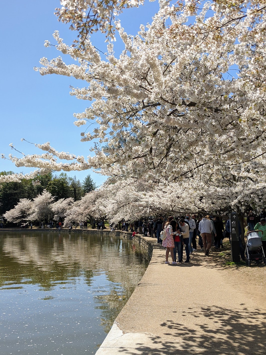 Tidal Basin met Japanse kerselaars in Washington D.C.