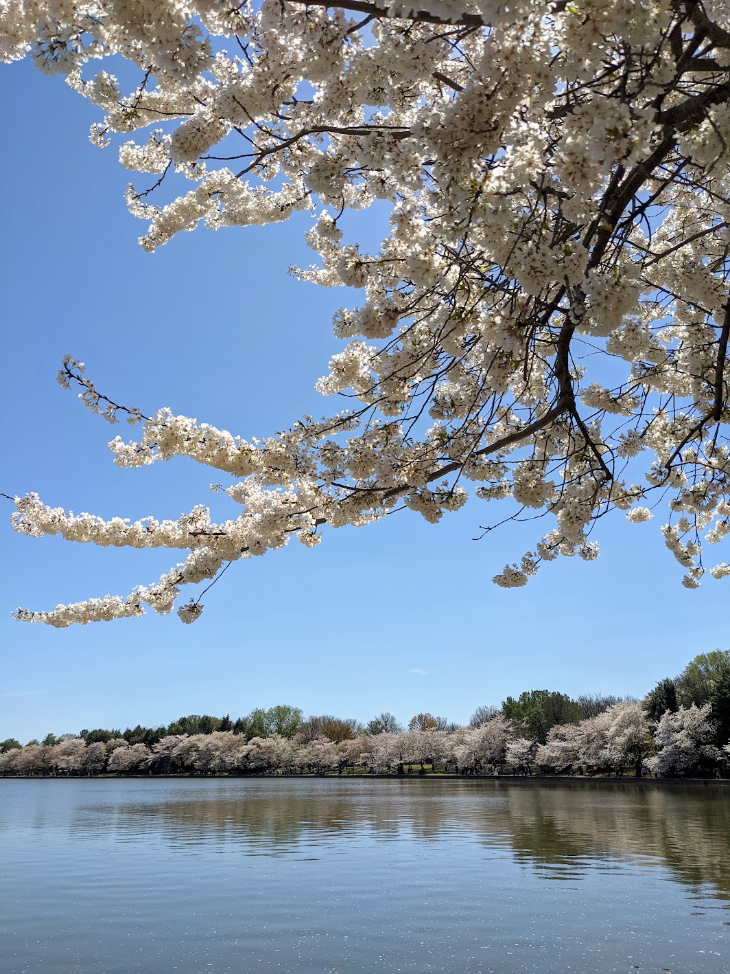 Japanse kerselaars rond het Tidal Basin in Washington D.C.