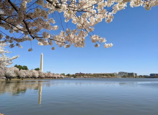 Japanse kerselaars in Washington D.C.