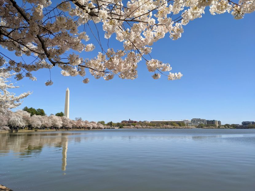 Japanse kerselaars in Washington D.C.