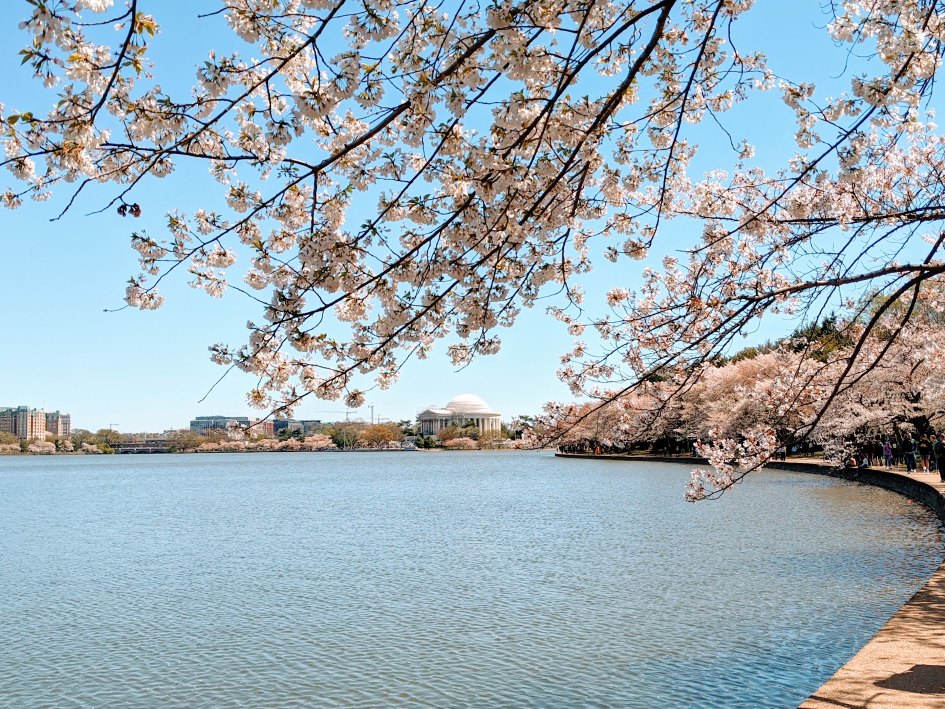 Tidal Basin met Jefferson Memorial in D.C.