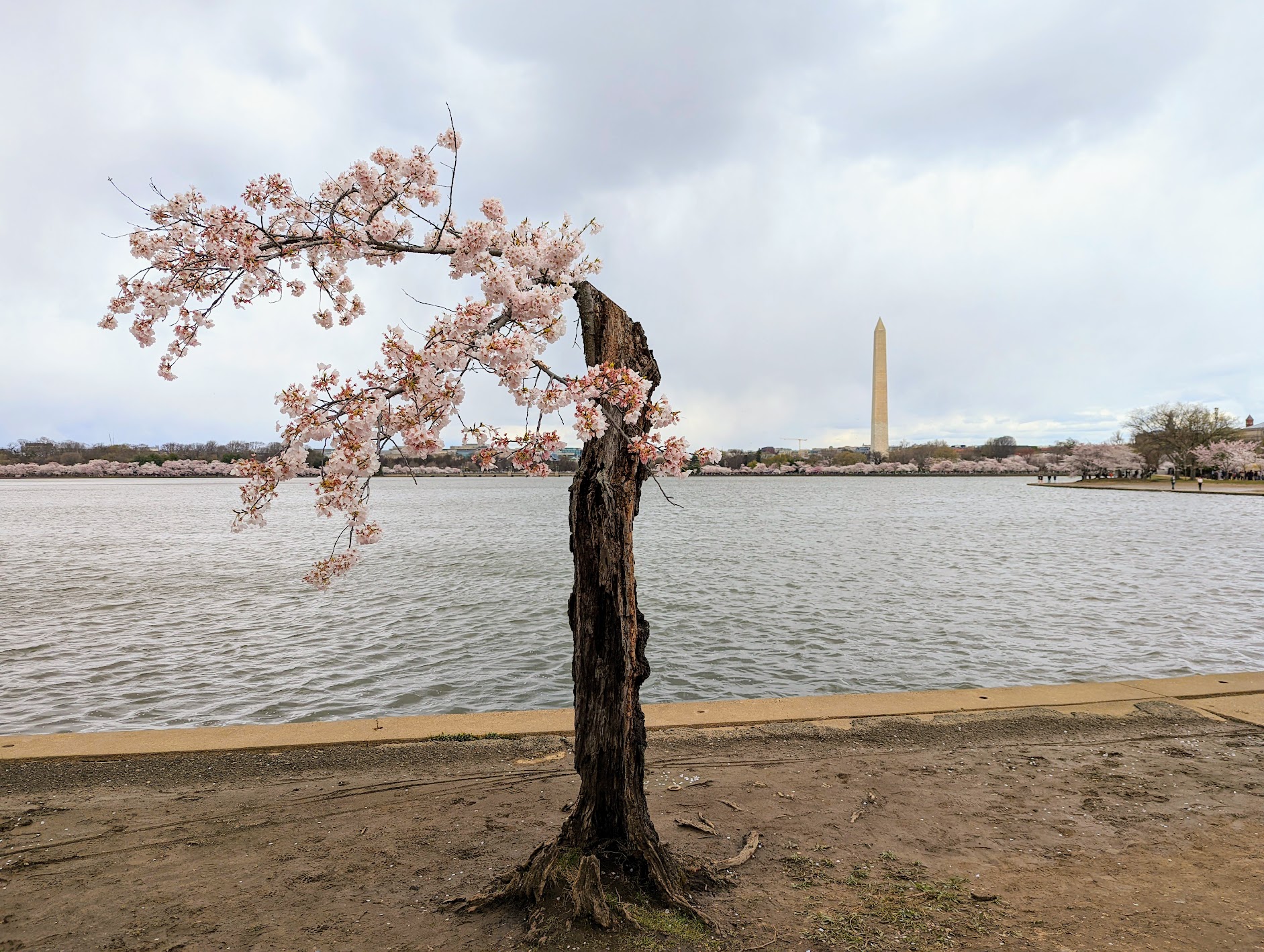Japanse kerselaar met schade voor het Washington Monument in Washington D.C.