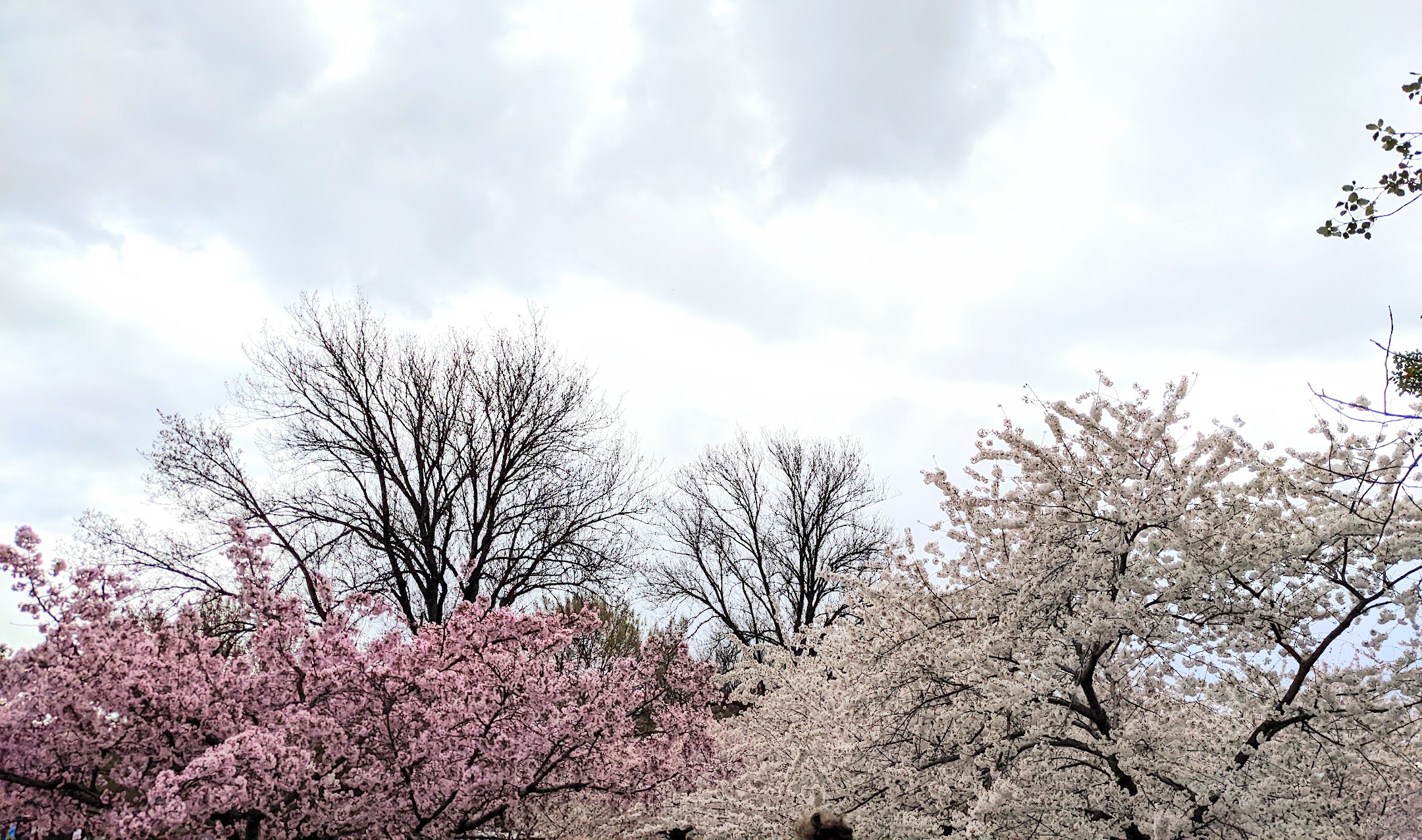 Japanse kerselaars in Washington D.C.