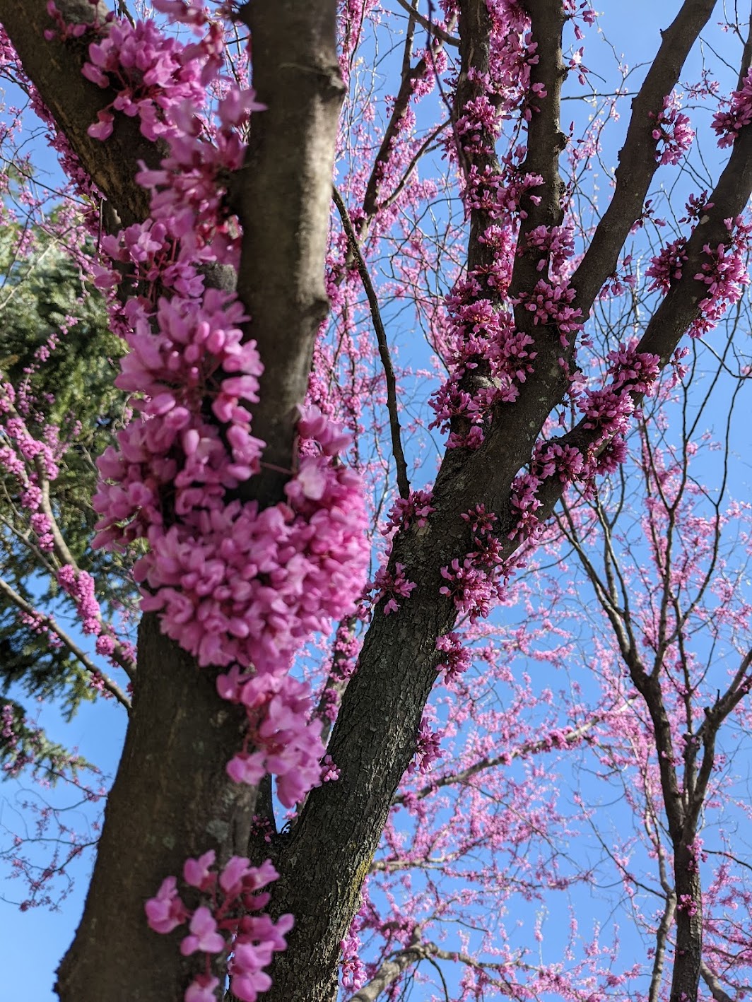 Eastern Redbud of Judasboom in bloei