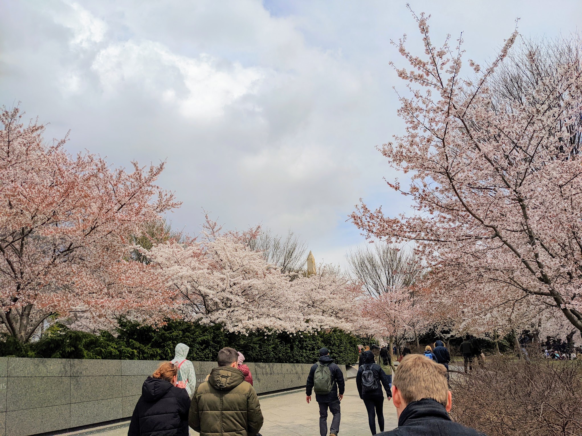 Japanse kerselaars bij het Martin Luther King Jr. Memoria