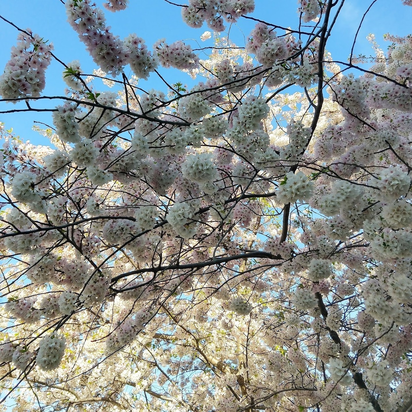 Lovin' those white fluffy #cherrytrees! 💮 So sad they're gone! ~ Het beeld van deze wollige #wittekerselaars ga ik zeker missen! Er zijn gelukkig nog enkele roze #kerselaars in bloei 🌸 en natuurlijk heel wat andere bomen en planten die eindelijk hun #lentebloesems tonen! 🌷🌳🌼 Meer weten over de #mustsee kerselaars in #washingtondc? 🏛️ Check dan m'n nieuwste blog! Zie link in bio! 🔝
•
•
•
•
•
#weekendouting #weekendtrip #daytrip #reisblogger #kerselaarbloesems #lentegevoel #cherryblossoms2022 #2022cherryblossoms #peakbloom #beautifuldestinations #cherryblossomsdc #dccherryblossoms #tidalbasin #ig_usa #voorjaarsbloesem #prunusavium #bloesems #bloesemboom #nature_photo #naturelover #sakura #japansekerselaar #japanesecherrytree