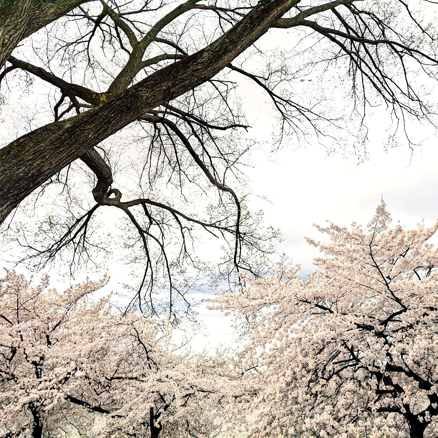 White #yoshinocherrytrees ~ Bij ons zie je vooral roze #kerselaars, maar in #Amerika, en vooral in #WashingtonDC, zie je meestal #wittekerselaars. Rondom het Tidal Basin in Washington D.C. kun je honderden van deze prachtige bomen aanschouwen. Hoe je dat best doet en waarom precies dat een #mustsee is? Dat ontdek je in m'n nieuwste blog!
Zie link in bio! 🔝
•
•
•
•
•
#weekendouting #weekendtrip #daytrip #reisblogger #kerselaarbloesems #lentegevoel #cherryblossoms2022 #2022cherryblossoms #peakbloom #beautifuldestinations #cherryblossomsdc #dccherryblossoms #tidalbasin #ig_usa #rozekerselaar #voorjaarsbloesem #prunusavium #bloesems #bloesemboom #nature_photo #naturelover #sakura #japansekerselaar #japanesecherrytree