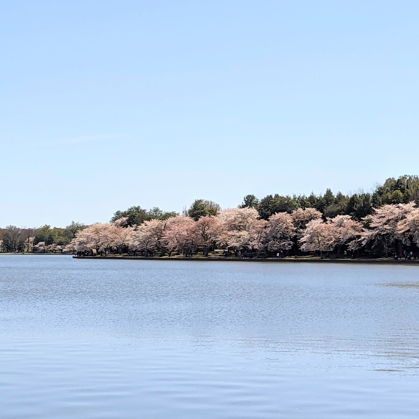 Just a couple of weeks ago, the #tidalbasin in #washingtondc looked just like this! 💮 ~ De #lente is nu echt wel in het land! Deze #wittekerselaars in Washington DC zijn zelfs al uitgebloeid en tonen nu een groen #bladerdak. 🌳 Meer foto's van de #kerselaars 🍒 in bloei, en vooral meer info over de iconische kerselaars in Washington D.C.? 🏛️ Dan moet je zeker m'n nieuwste blog lezen over de bijna 4.000 kerselaars die je in de #hoofdstadvanamerika kunt bezichtigen! 🌸
Zie link in bio! 🔝
•
•
•
•
•
#weekendouting #weekendtrip #daytrip #reisblogger #kerselaarbloesems #lentegevoel #cherryblossoms2022 #2022cherryblossoms #peakbloom #beautifuldestinations #cherryblossomsdc #dccherryblossoms #ig_usa #rozekerselaar #voorjaarsbloesem #prunusavium #bloesems #bloesemboom #nature_photo #naturelover #sakura #japansekerselaar #tidalbasinblossoms