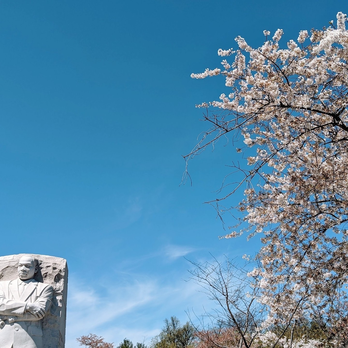 #martinlutherkingjrmemorial under the #whitecherrytrees ~ De bijna 4.000 kerselaars in #washingtondc zijn vooral te vinden rond prachtige monumenten zoals dit 9,1 meter hoge standbeeld van Martin Luther King Jr. 🌸 Meer over de andere monumenten in DC en vooral over de indrukwekkende kerselaars in m'n nieuwste blog! Zie link in bio! 🔝
•
•
•
•
•
#daytrip #reisblogger #kerselaarbloesems #lentegevoel #cherryblossoms2022 #2022cherryblossoms #bloom #beautifuldestinations #kerselaars #cherryblossomsdc #dccherryblossoms #tidalbasin #ig_usa #voorjaarsbloesem #prunusavium #bloesems #bloesemboom #sakura #japansekerselaar #martinlutherkingjr #martinlutherking #mlkmemorial #wdc #mlk #blm #blacklivesmatter #ihaveadream