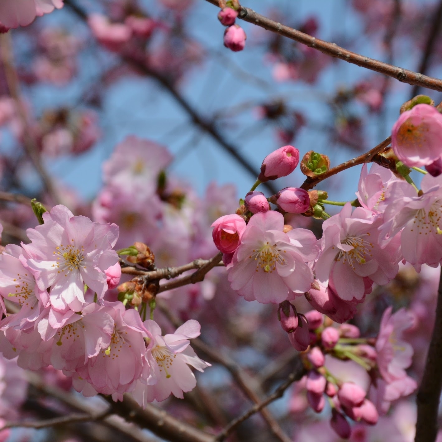 #CherryTree close-up! ~ Bijna niet meer te spotten omdat ze helaas bijna allemaal uitgebloeid zijn, toch kijk ik met plezier terug op mijn #kerselaar -foto's. 🌸 Lees alles over mijn bezoek aan de duizenden kerselaars in #WashingtonDC! Zie link in bio! 🔝
•
•
•
•
•
#weekendouting #weekendtrip #daytrip #reisblogger #kerselaarbloesems #lentegevoel #cherryblossoms2022 #2022cherryblossoms #peakbloom #beautifuldestinations #kerselaars #cherryblossomsdc #dccherryblossoms #tidalbasin #ig_usa #rozekerselaar #voorjaarsbloesem #prunusavium #bloesems #bloesemboom #nature_photo #naturelover #sakura #japansekerselaar #pinkcherrytree #japanesecherrytree #cherrytreelover