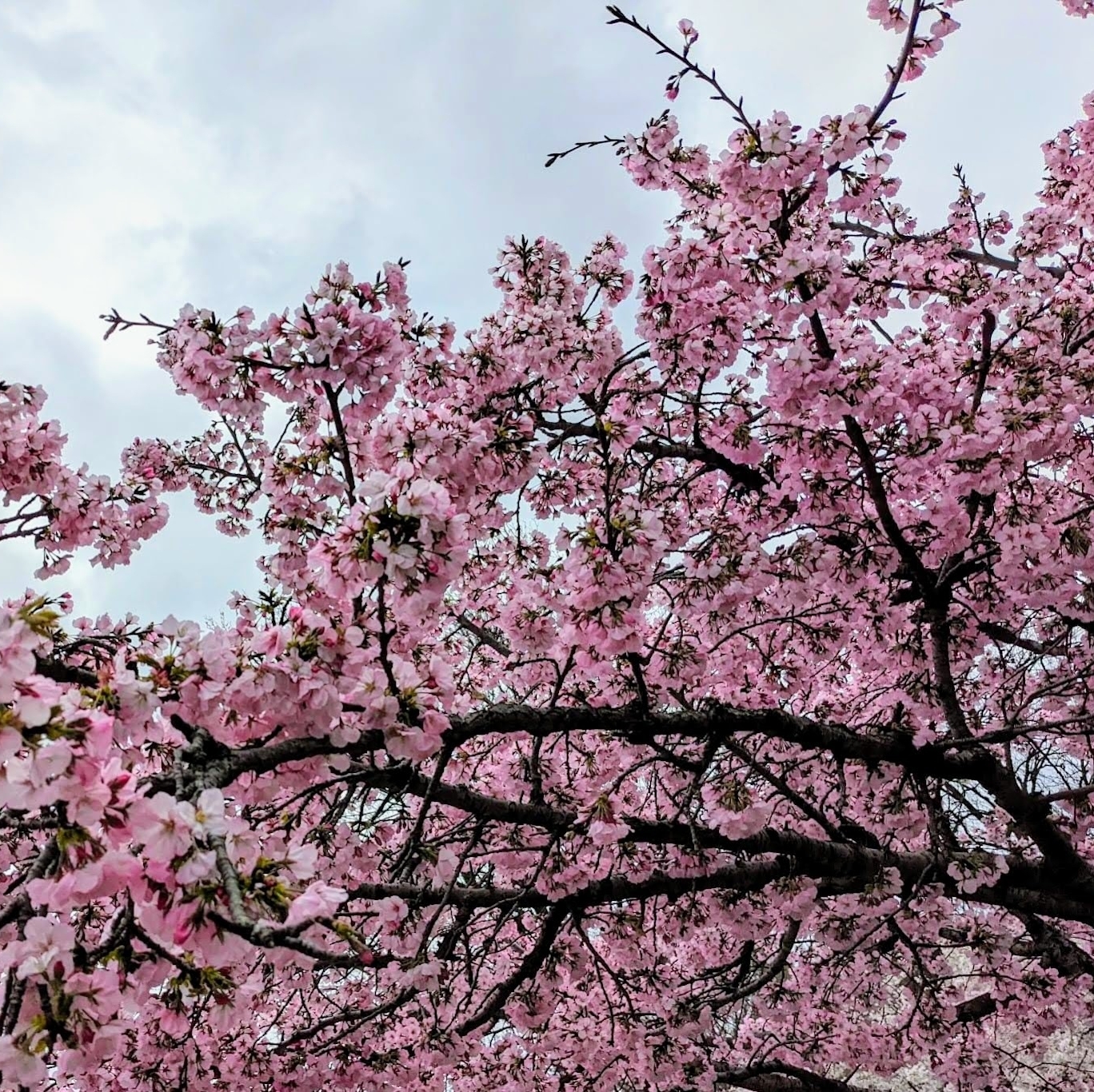 Lovin' those pink #cherrytrees! ~ De roze Kwanzan-kerselaar is bijna uitgebloeid nu in de VS. 🌸 Maar wist je dat in #WashingtonDC vooral de witte Yoshino #kerselaar kunt zien? Het is meestal de eerste kerselaar die je in de #lente ziet bloeien, pas een tweetal weken later volgen de #KwanzanCherryTrees. Meer weten? Zie link in bio 🔝 voor mijn nieuwste blog over de #kerselaarsinwashingtondc! 🏛️
•
•
•
•
•
#weekendouting #weekendtrip #daytrip #reisblogger #kerselaarbloesems #lentegevoel #cherryblossoms2022 #2022cherryblossoms #peakbloom #beautifuldestinations #kerselaars #cherryblossomsdc #dccherryblossoms #tidalbasin #ig_usa #rozekerselaar #voorjaarsbloesem #prunusavium #bloesems #bloesemboom #nature_photo #naturelover #sakura #japansekerselaar