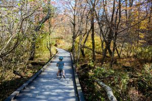 toddler biking on boardwalk in forrest during the fall