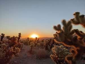 zonsopgang met cactussen op de voorgrond