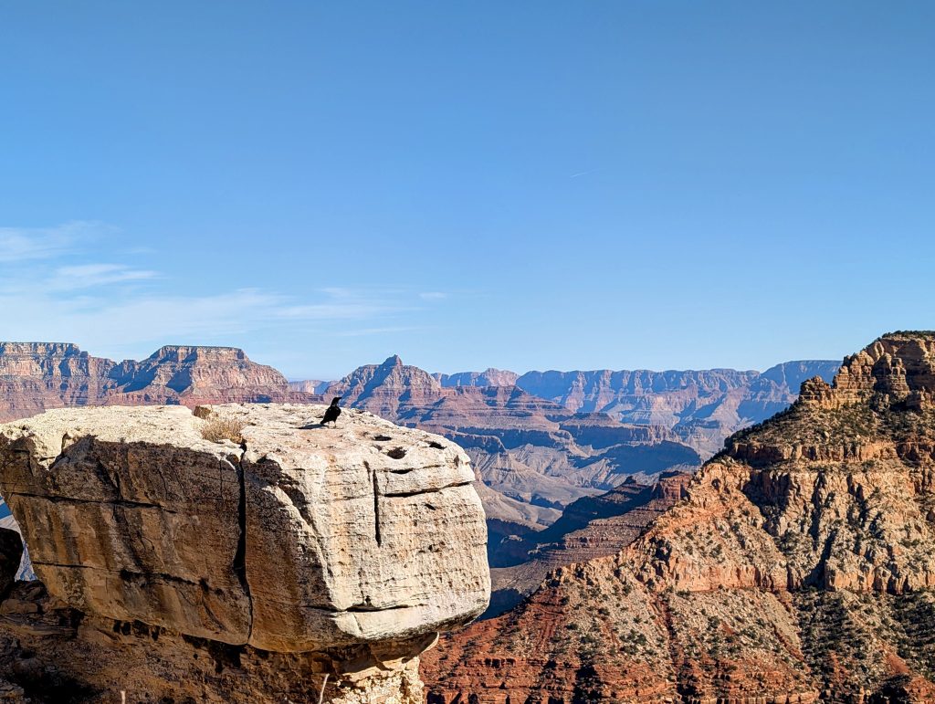 Raaf op rots met op de achtergrond nog meer rotsen, ruig landschap, grand canyon