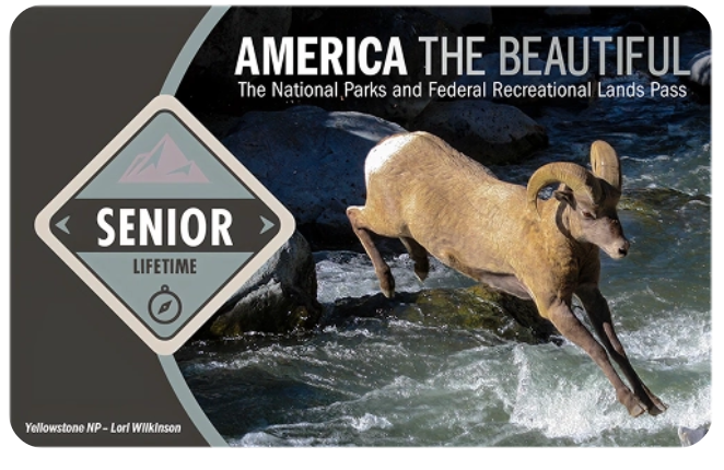 Bok springt in het water