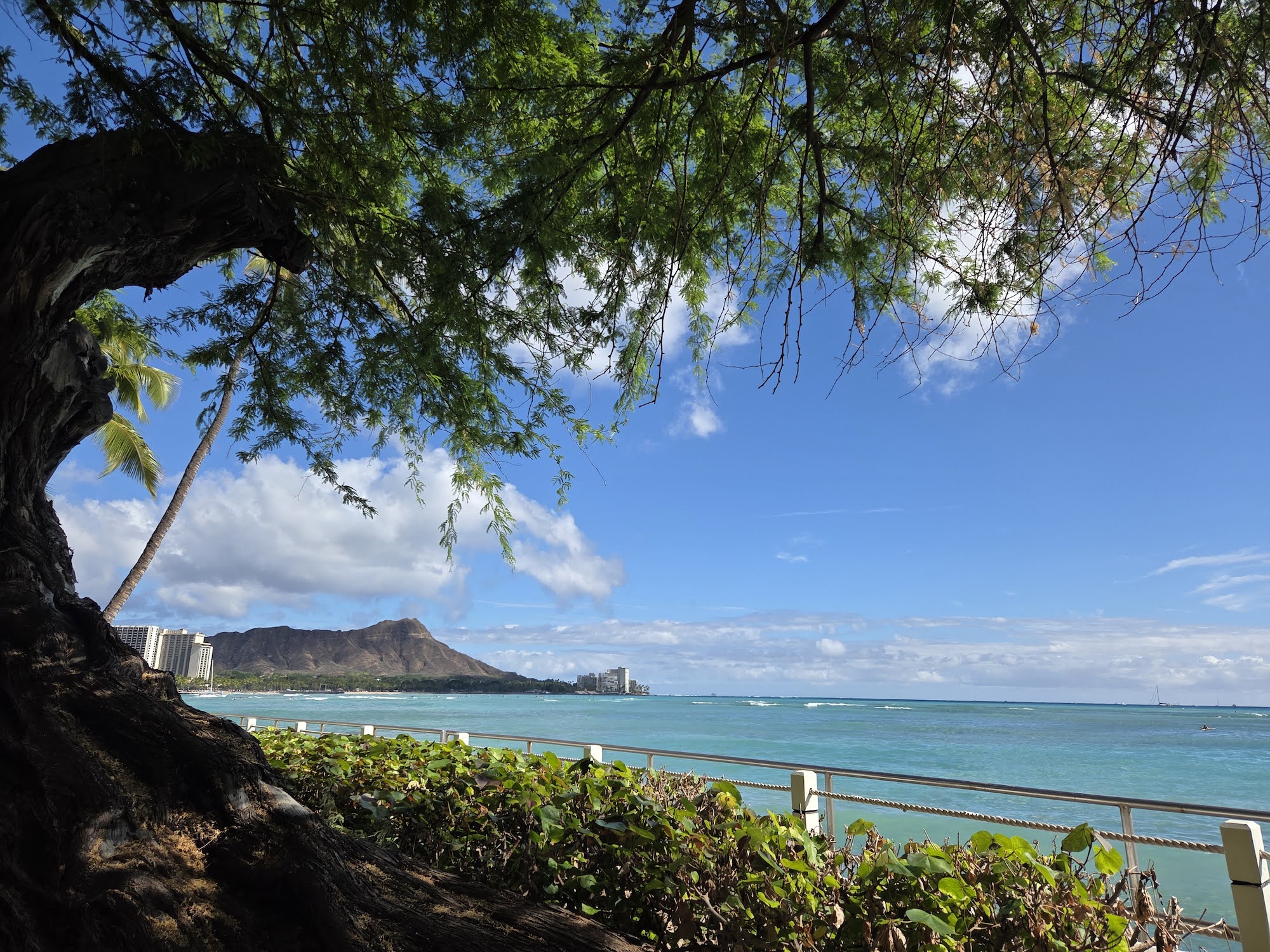 Grote, bebladerde boom aan de kustlijn van Waikiki met uitzicht op de oceaan en de Diamond Head vulkaankrater op O'ahu Hawaï